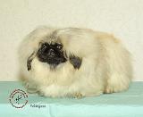 Pekingese 9R098D-045